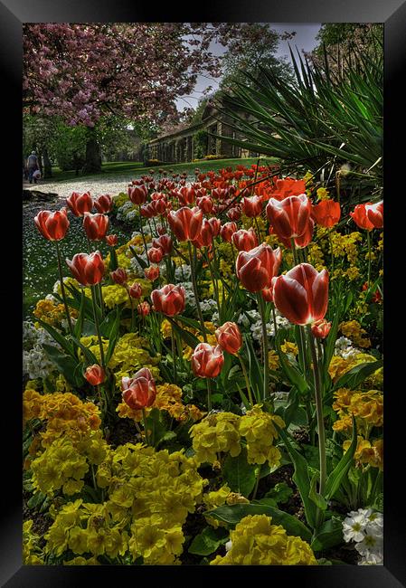 Tulips in the Park Framed Print by Rob Hawkins