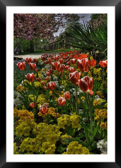 Tulips in the Park Framed Mounted Print by Rob Hawkins
