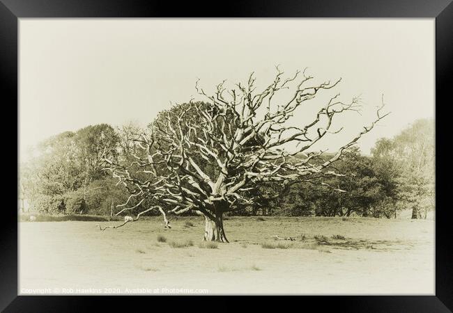 The Dead Tree  Framed Print by Rob Hawkins