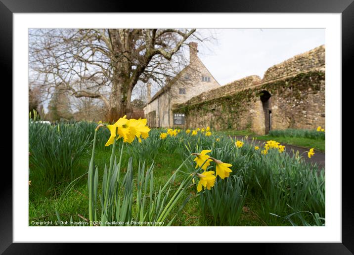 Hampshire Daffs Framed Mounted Print by Rob Hawkins