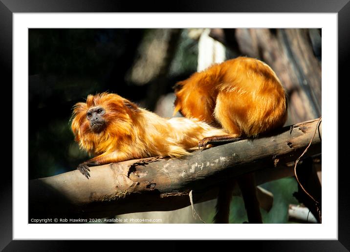 Golden Lion Tamarin  Framed Mounted Print by Rob Hawkins