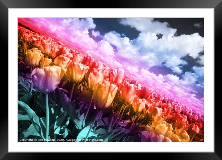 Technicolor Tulips  Framed Mounted Print by Rob Hawkins