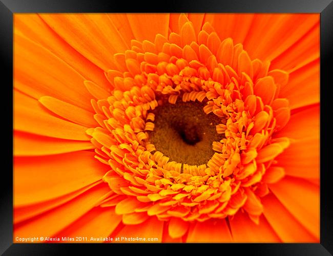 Lovely Orange Framed Print by Alexia Miles