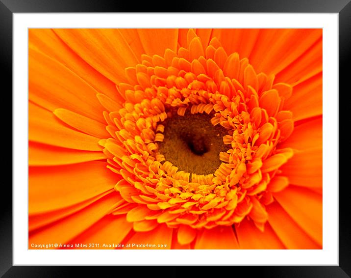 Lovely Orange Framed Mounted Print by Alexia Miles