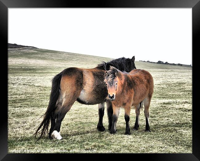 Exmoor Ponies Framed Print by Alexia Miles