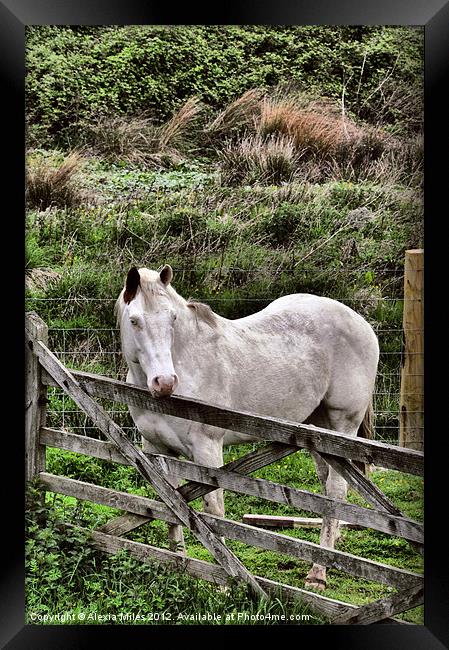 White Horse Framed Print by Alexia Miles