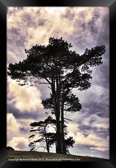 Tree standing alone Framed Print by Alexia Miles