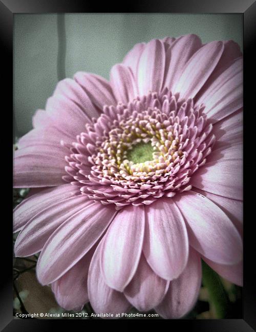 Gerbera daisy Framed Print by Alexia Miles