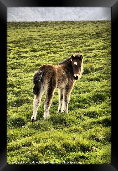 Exmoor Foal Framed Print by Alexia Miles