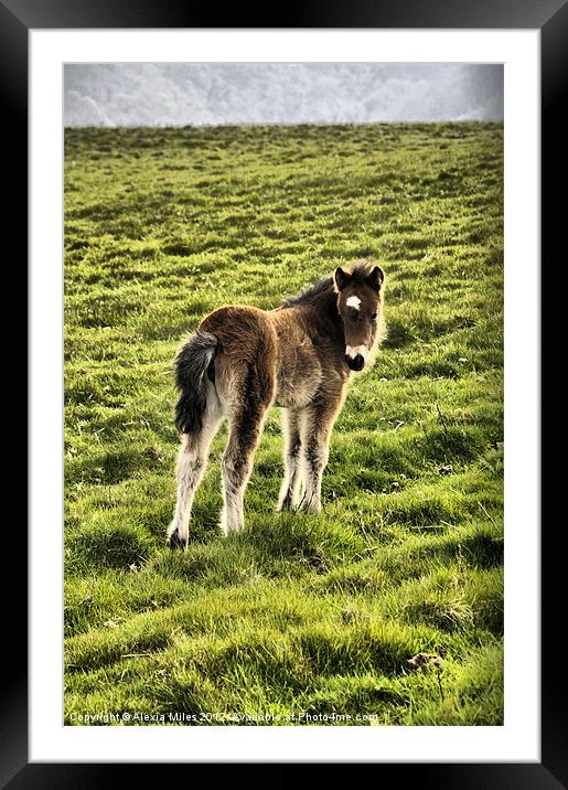 Exmoor Foal Framed Mounted Print by Alexia Miles