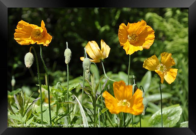 Poppies Framed Print by Alexia Miles