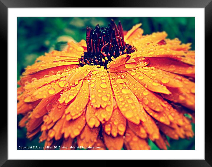 rain on my english marigold Framed Mounted Print by Alexia Miles
