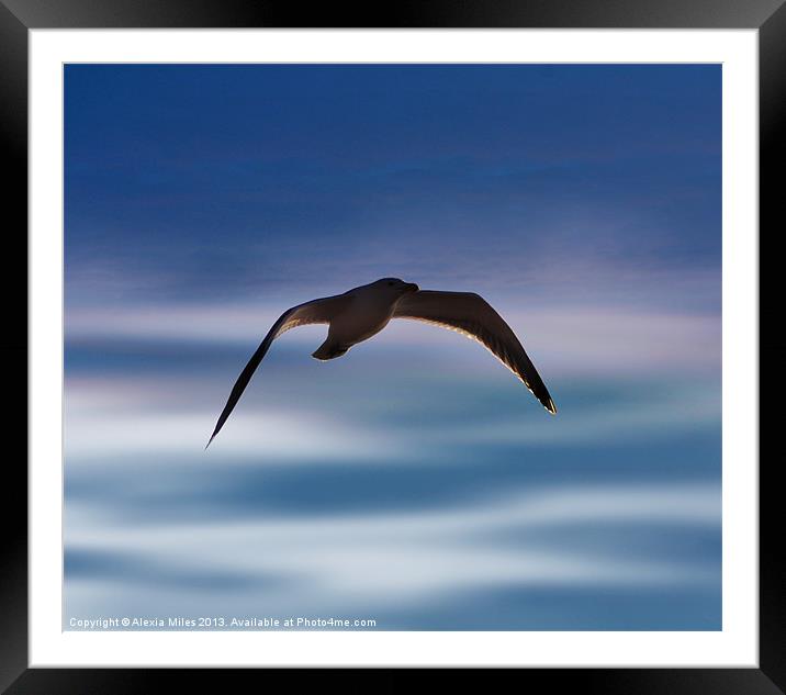 Im flying solo Framed Mounted Print by Alexia Miles