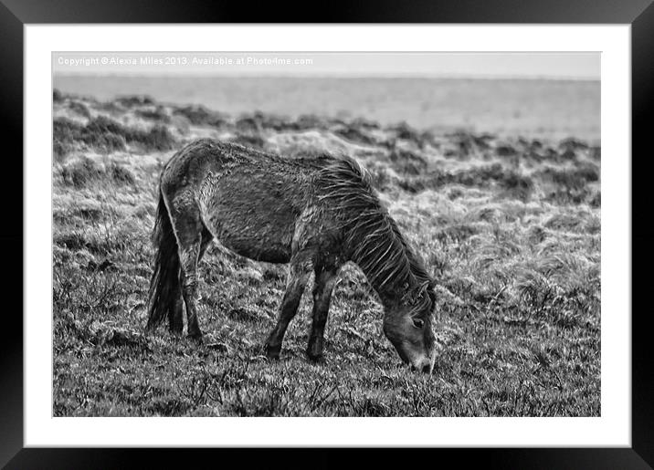 Exmoor beauty Framed Mounted Print by Alexia Miles