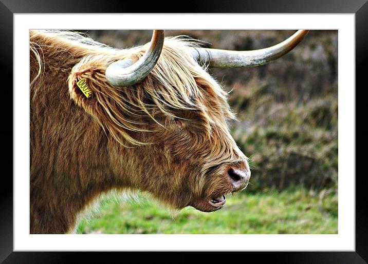 Highland Cow Framed Mounted Print by Alexia Miles