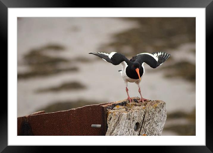 The Eurasian oystercatcher Framed Mounted Print by Alexia Miles