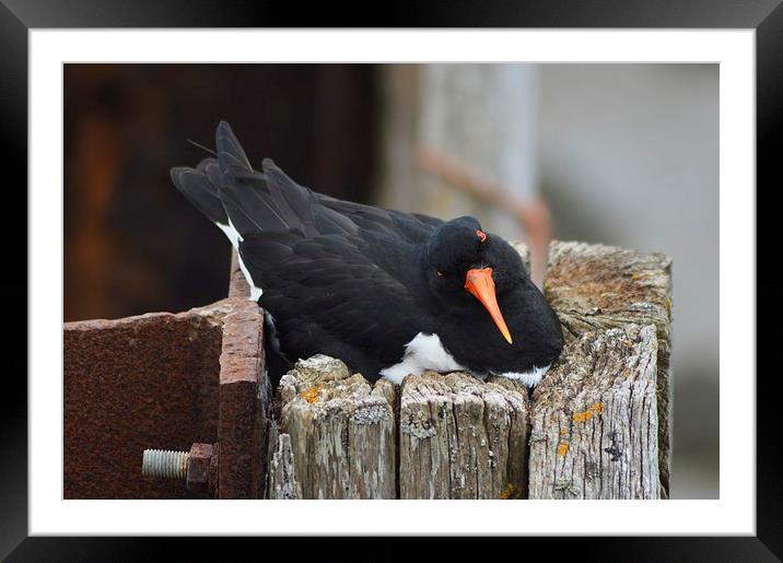 oyster-catcher Framed Mounted Print by Alexia Miles