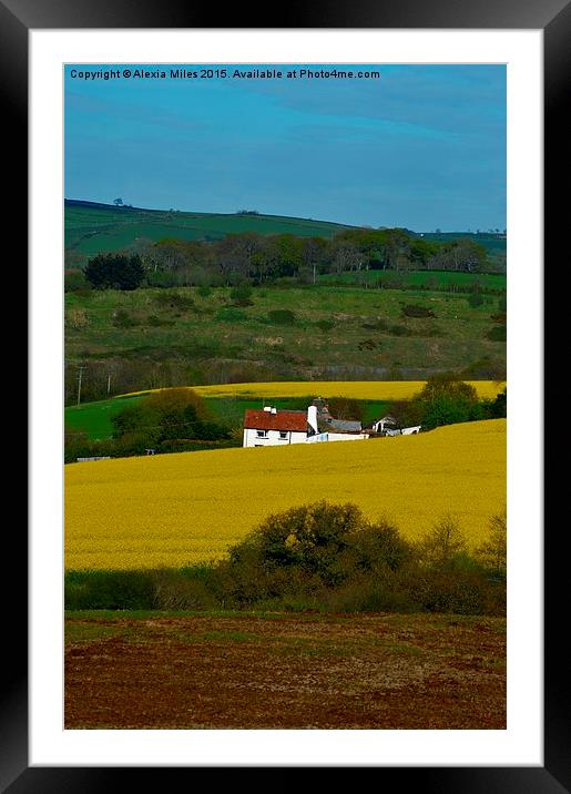 Field of rapeseed Framed Mounted Print by Alexia Miles