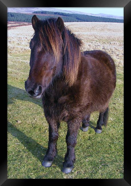 Dartmoor Pony Framed Print by Alexia Miles