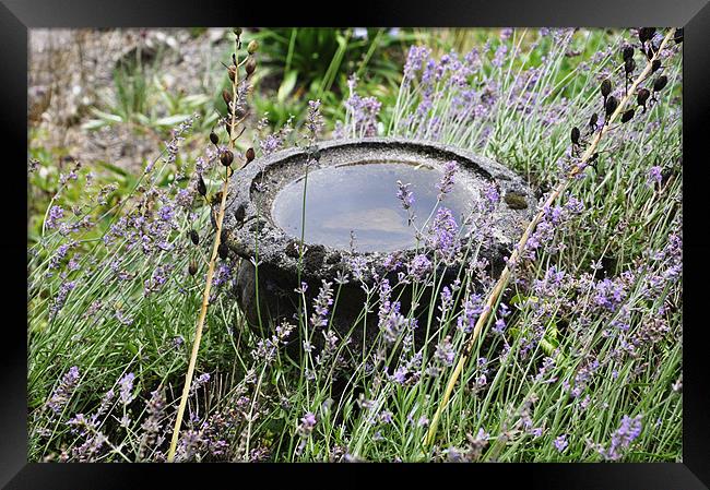 Lavender Bowl Framed Print by Alexia Miles