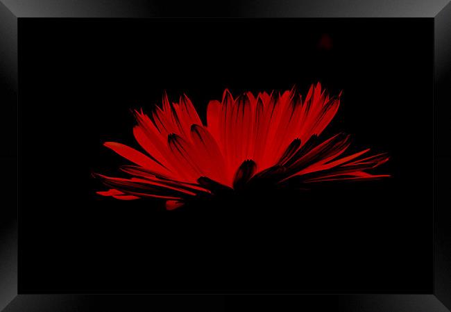 Red flower with black Framed Print by Alexia Miles