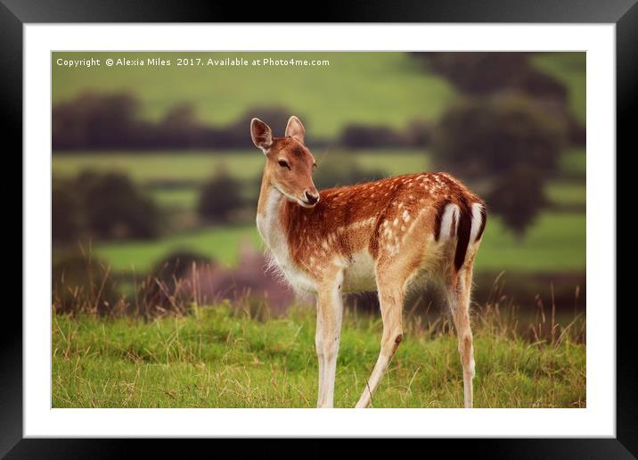 Doe a Deer Framed Mounted Print by Alexia Miles