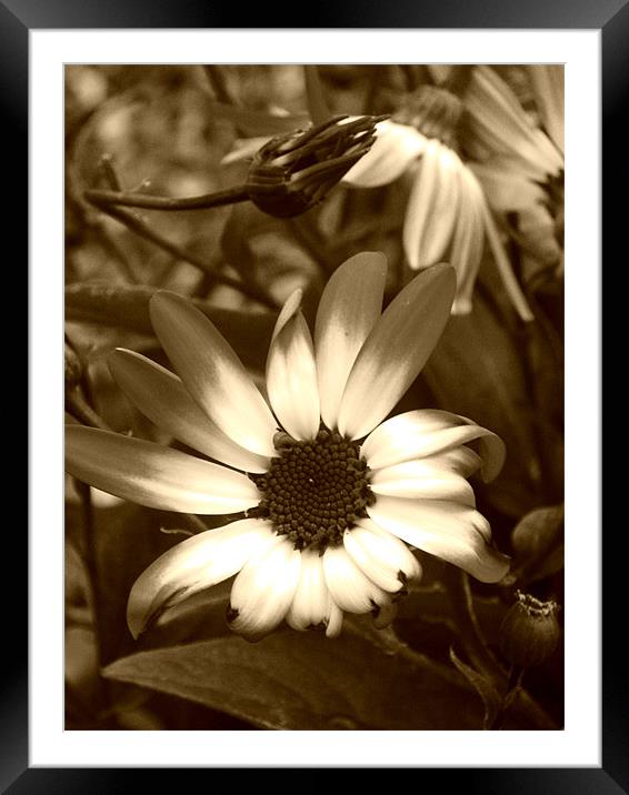 sepia flower Framed Mounted Print by Alexia Miles