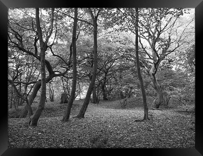 Between the Trees Framed Print by Laura Bowen