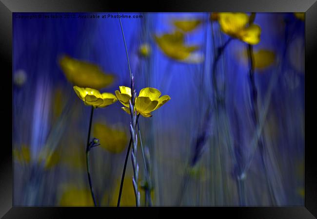Buttercup Framed Print by les tobin