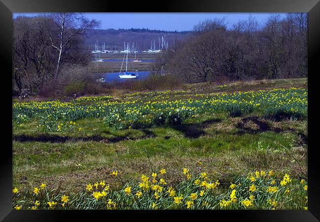 Daffodils Framed Print by les tobin