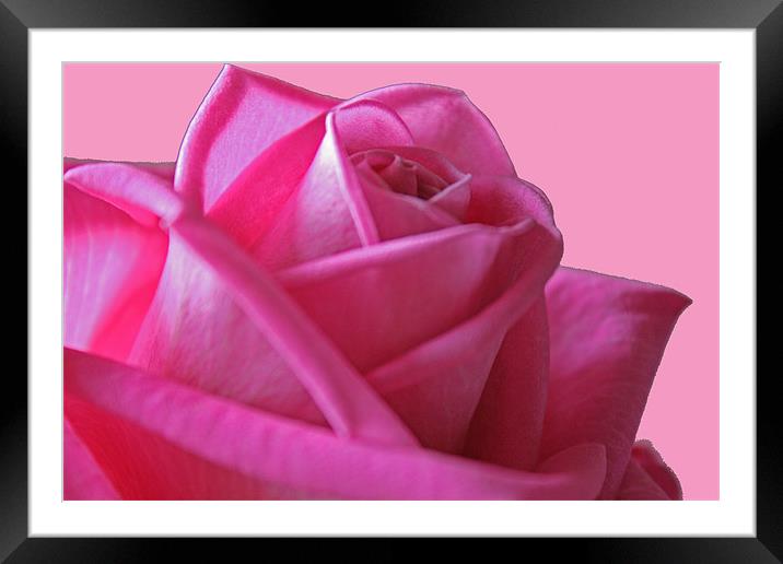 Pink Rose Framed Mounted Print by les tobin