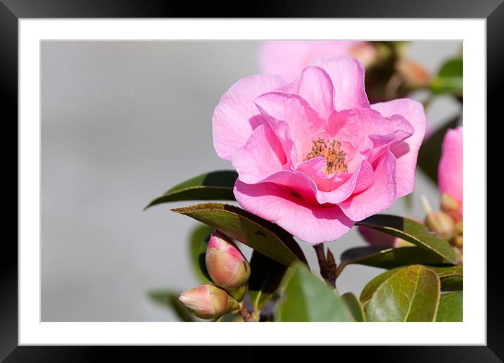 Pink Camellia Framed Mounted Print by Douglas Kerr