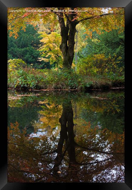 Autumn tree reflection Framed Print by Douglas Kerr