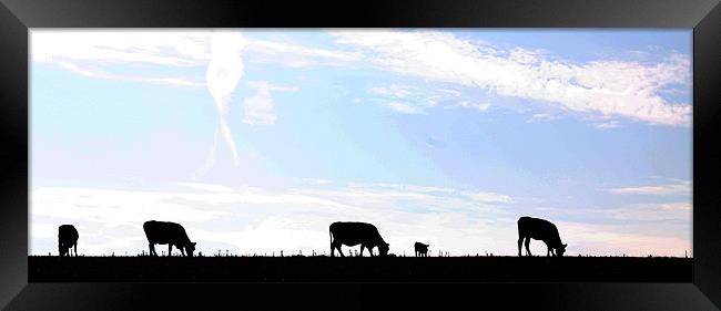 Cows in silhouette Framed Print by Pauline Tweedy