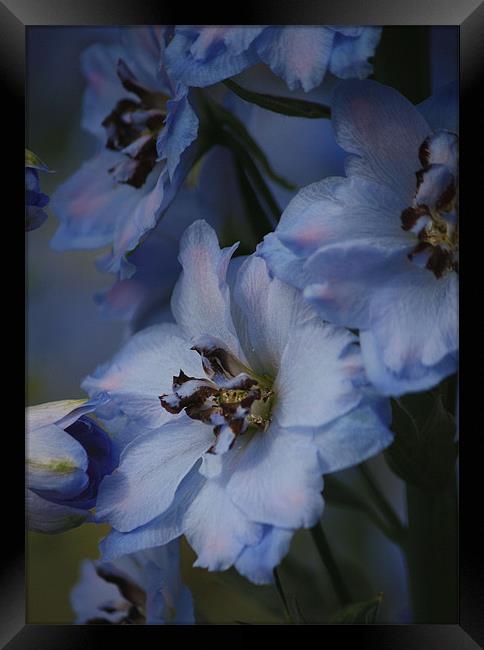 Blue delphinium Framed Print by Pauline Tweedy