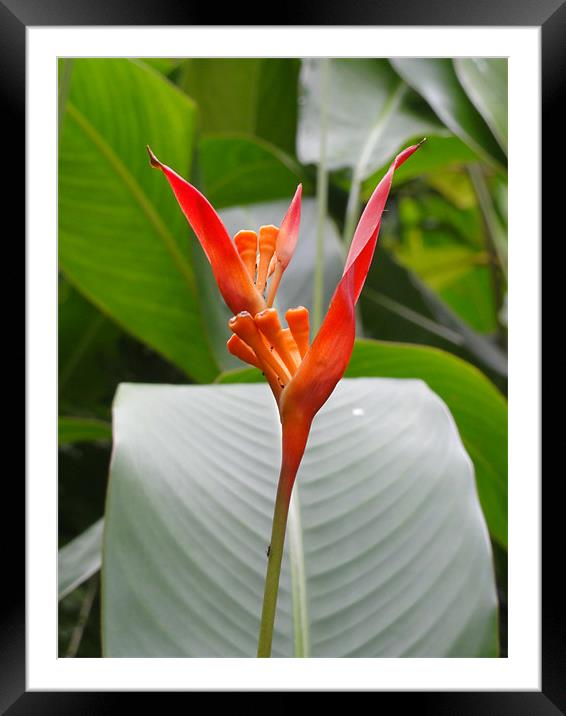 Bird of Paradise Framed Mounted Print by Cliff Hannan