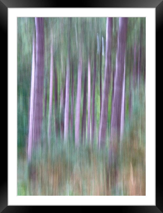 Woodland Walk Framed Mounted Print by Mike Sherman Photog