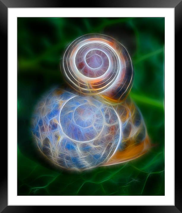 Electric Snails Framed Mounted Print by Mike Sherman Photog
