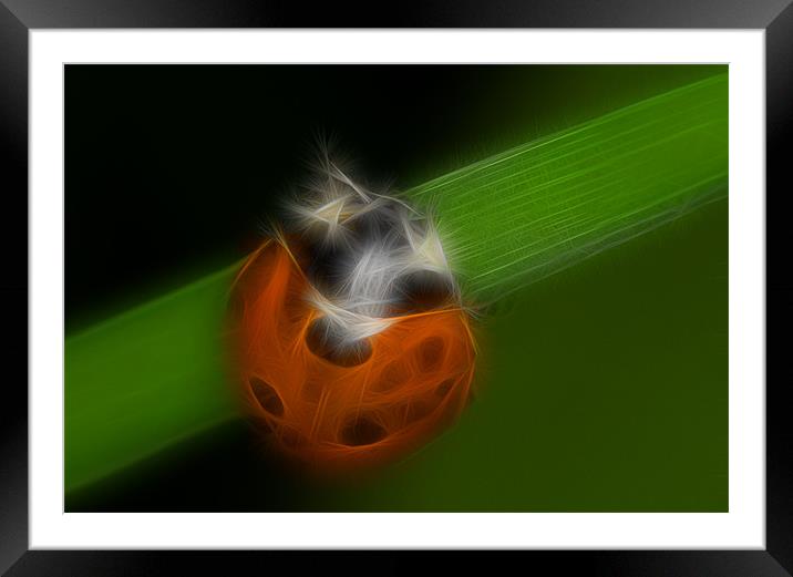 Ladybird Framed Mounted Print by Mike Sherman Photog