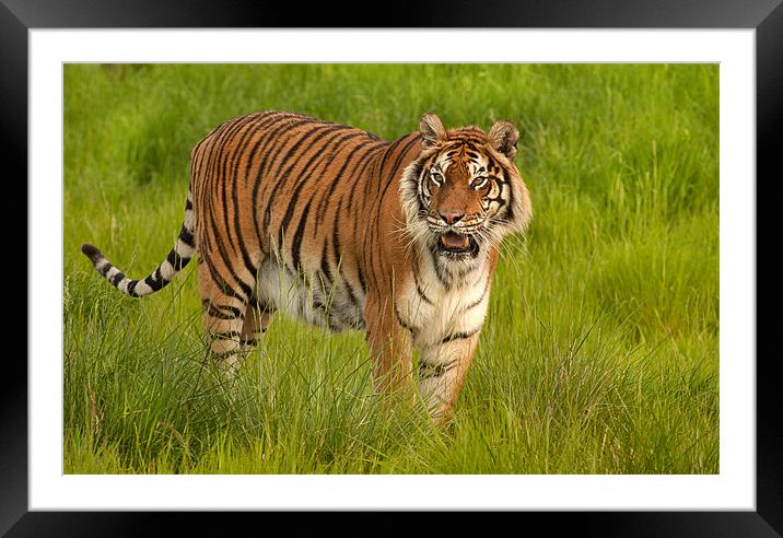 Bengal Tiger Framed Mounted Print by Mike Sherman Photog