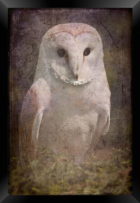 Barn Owl Framed Print by Mike Sherman Photog