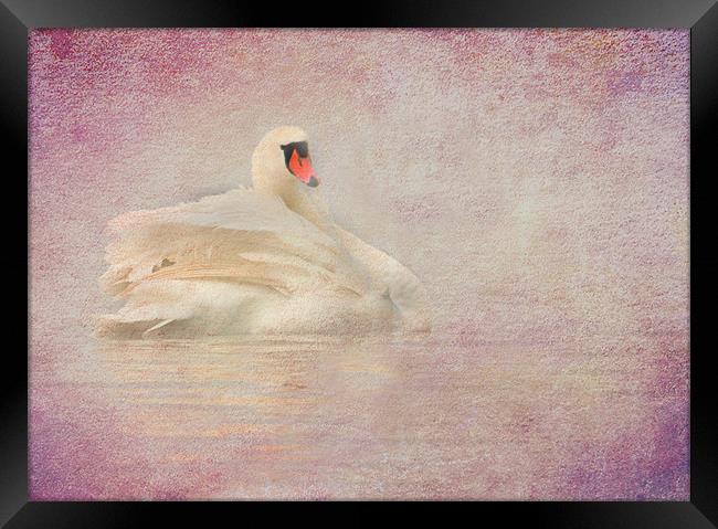 Swan Framed Print by Mike Sherman Photog
