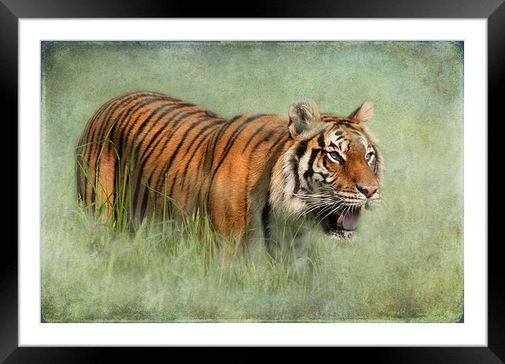 Bengal Tiger Framed Mounted Print by Mike Sherman Photog