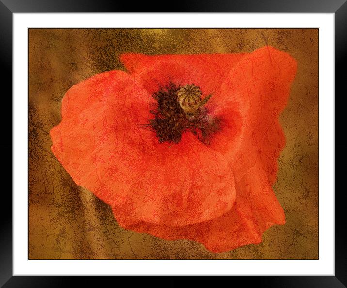 Poppy Framed Mounted Print by Mike Sherman Photog