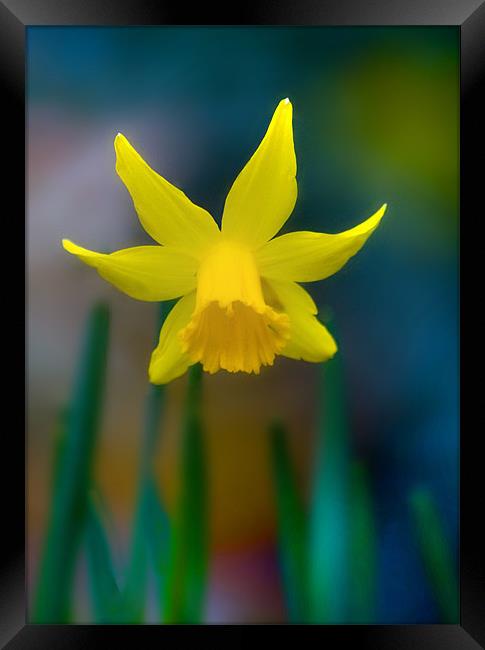 Daffodil Framed Print by Mike Sherman Photog