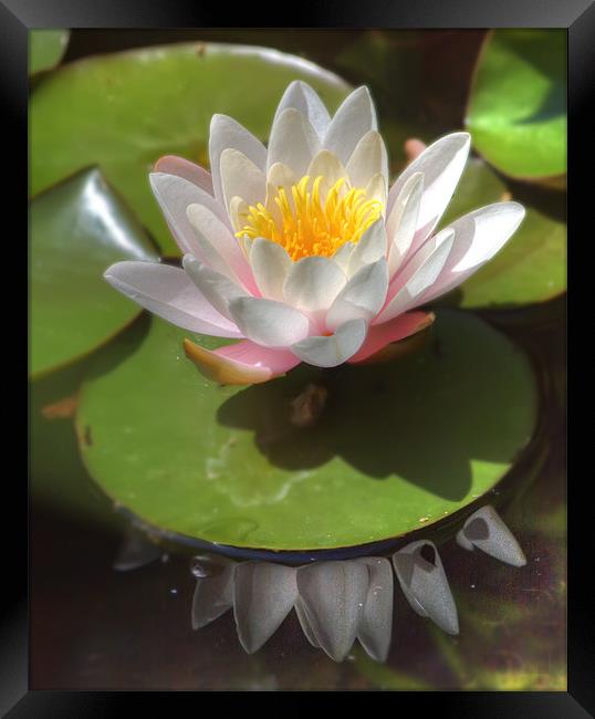 Water Lilly Framed Print by Mike Sherman Photog