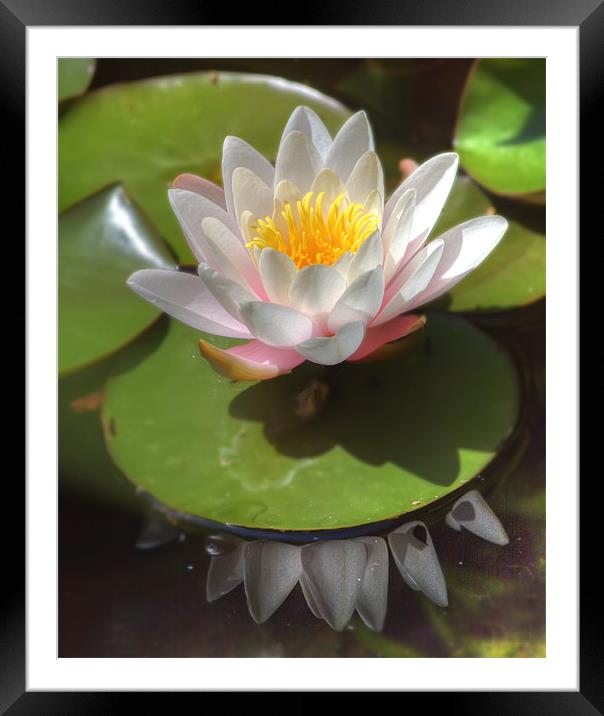 Water Lilly Framed Mounted Print by Mike Sherman Photog