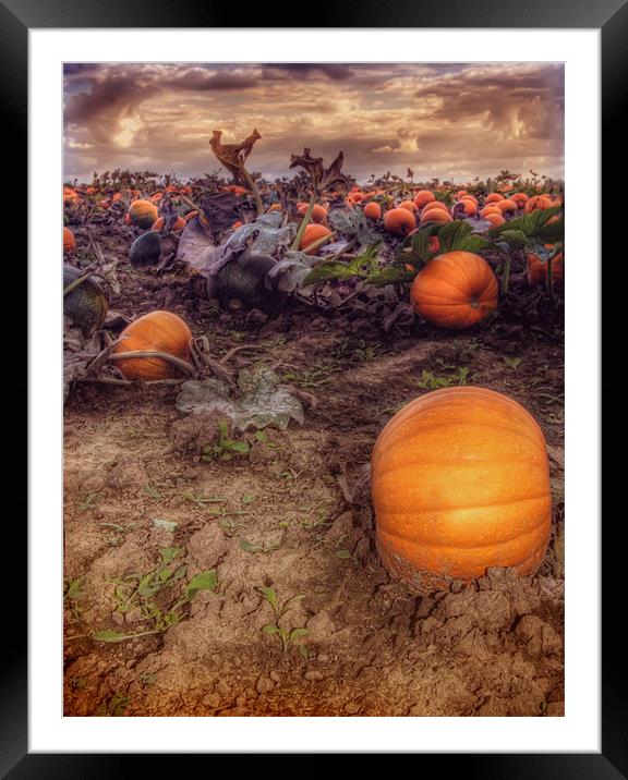 Pumpkin Field Framed Mounted Print by Mike Sherman Photog