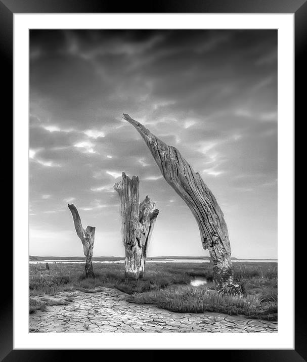 Thornham Trees Framed Mounted Print by Mike Sherman Photog