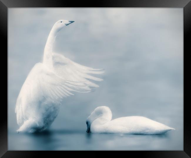 Swan Lake Framed Print by Mike Sherman Photog